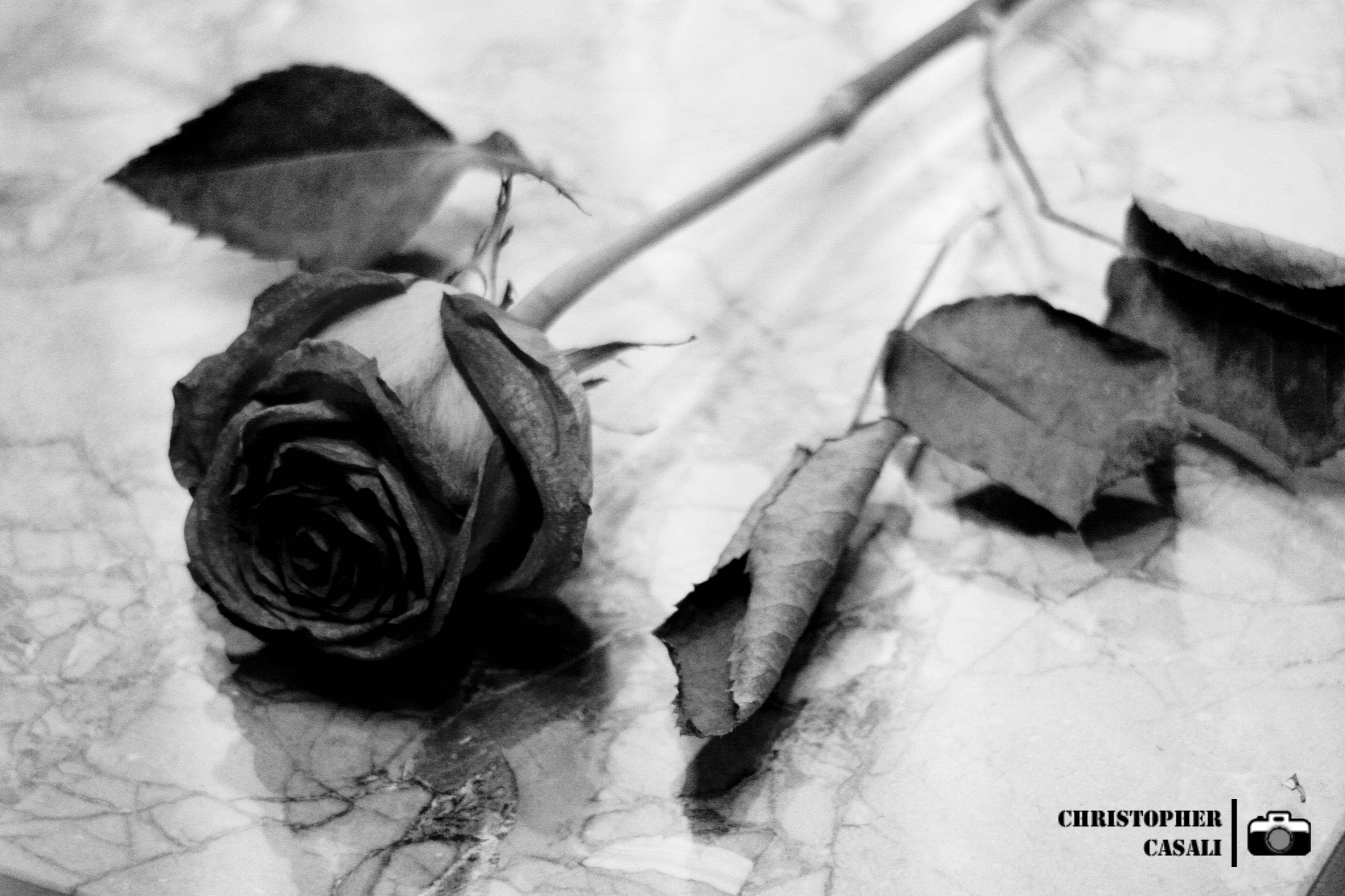 Черные Розы На Белом Снегу